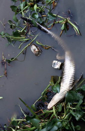 Alligator dead from pollution - Palm Beach, Florida