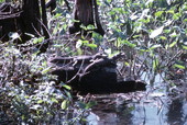 Immature alligators on a log - Wakulla, Florida