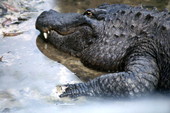 Close-up view of alligator - Homosassa Springs, Florida