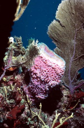 Basket sponge at the John Pennekamp Coral Reef State Park