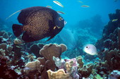 French Angel fish at "Little Sambos reef" - Key West, Florida.