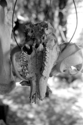 Animal skull at the Cypress Knee Museum - Palmdale, Florida.