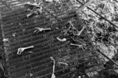 Animal feet cooking on an outdoor grill - Immokalee, Florida