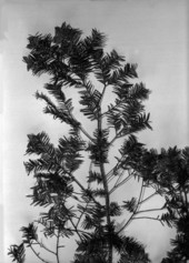 Example of a Torreya tree from Torreya State Park - Rock Bluff, Florida