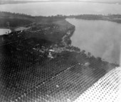 Aerial view of citrus groves - Winter Haven, Florida