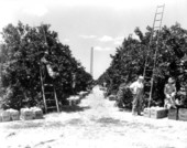 Winter Haven Citrus Growers Association employees working in grove