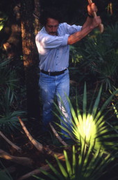 Ralph O'Brien chopping up a cabbage palm, which is used to make swamp cabbage - Tampa, Florida.