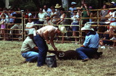 Cowboys branding a cow with paint - White Springs, Florida