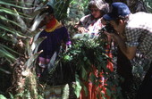 Agnes Cypress and her mother Susie Jim Billie collecting plants for medical use while folklorist Blanton Owen photographs - Big Cypress Reservation, Florida