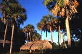 Traditional Seminole chickee under palm trees - Brighton Reservation, Florida