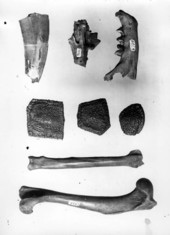 Fossils associated with human remains