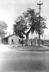 G. Ponton and H. Gunter standing beneath mulberry tree - Mulberry , Florida