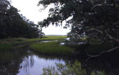 Scenic view of a swamp in Jacksonville.