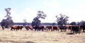 Cattle grazing in a Kissimmee field.