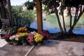 Potted flowers at the Miami Metrozoo.