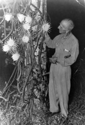 Postcard showing Koreshan Unity president Laurie Bubbett with Night-Blooming Cereus in Estero, Florida.