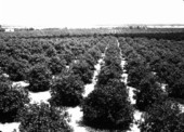 Citrus grove