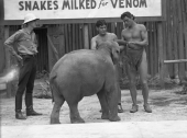 Johnny Weissmuller, right, with a baby elephant at Ross Allen's Reptile Institute during filming of "Tarzan Finds a Son!" at Silver Springs.