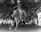 Vick Blackstone riding bronco at rodeo