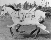 Faye Blackstone executing a reverse fender drag