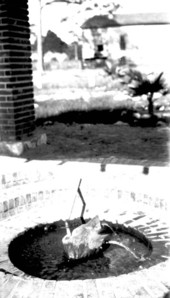 Stump through which the water flows - Panacea Mineral Springs, Florida.