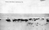 Cattle on the beach - Apalachicola, Florida.