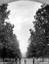 Pickers at harvest time in a bearing pecan grove - Baker County, Florida