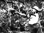 Waldo Sexton with monkeys at McKee Jungle Gardens - Vero Beach, Florida.