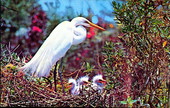 American egret and young nesting in Everglades National Park - Florida