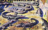 The alligator farm - Clearwater, Florida