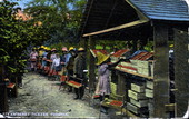 Strawberry pickers - Florida.