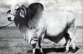 Emperor - registered Guzerat Brahman bull bred and raised on the ranch of Henry O. Partin and sons, Kissimmee, Florida