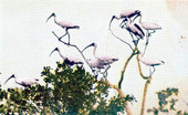 Thousands of birds line the Tamiami Trail through the Everglades.