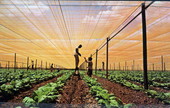 Workers tie up tobacco - Quincy, Florida