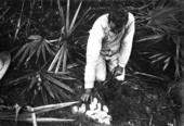 Man inspecting an alligator nest and alligator eggs