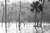 Partially submerged trees due to the construction of the Cross-Florida Barge Canal