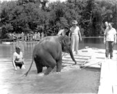 Elephant during filming of "Tarzan's Secret Treasure" at Wakulla Springs - Wakulla Springs, Florida.