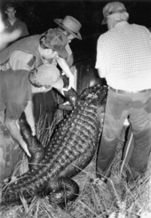 Florida Wildlife officers loading gator carcass into pickup truck