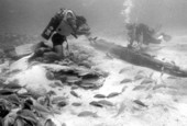 Marine archaeologists investigating ship wreckage - Upper Matecumbe Key, Florida.