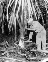 George L. Espenlaub, Everglades guide, harvesting palm for swamp cabbage.