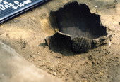 Remains of a ceramic vessel and shell dipper being uncovered at Big Talbot Island State Park.