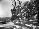 Trees along the side of a road in Florida.