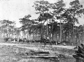 Cattle drive at Bartow