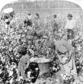 Plantation scene of laborers picking cotton in Florida