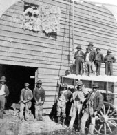 Cotton laborers waiting for teams to arrive at a cotton gin