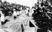 Workers harvesting cigar wrapper tobacco - Quincy, Florida