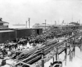 Loading horses onto railroad cars at Port Tampa during the Spanish-American war