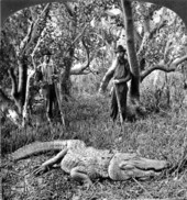 Captured alligator in a mangrove swamp