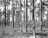 A stand of turpentine pines fitted with McCoy collection cups - Dixie County (?), Florida