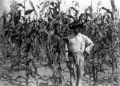 African American farmer standing in corn field - Alachua County, Florida